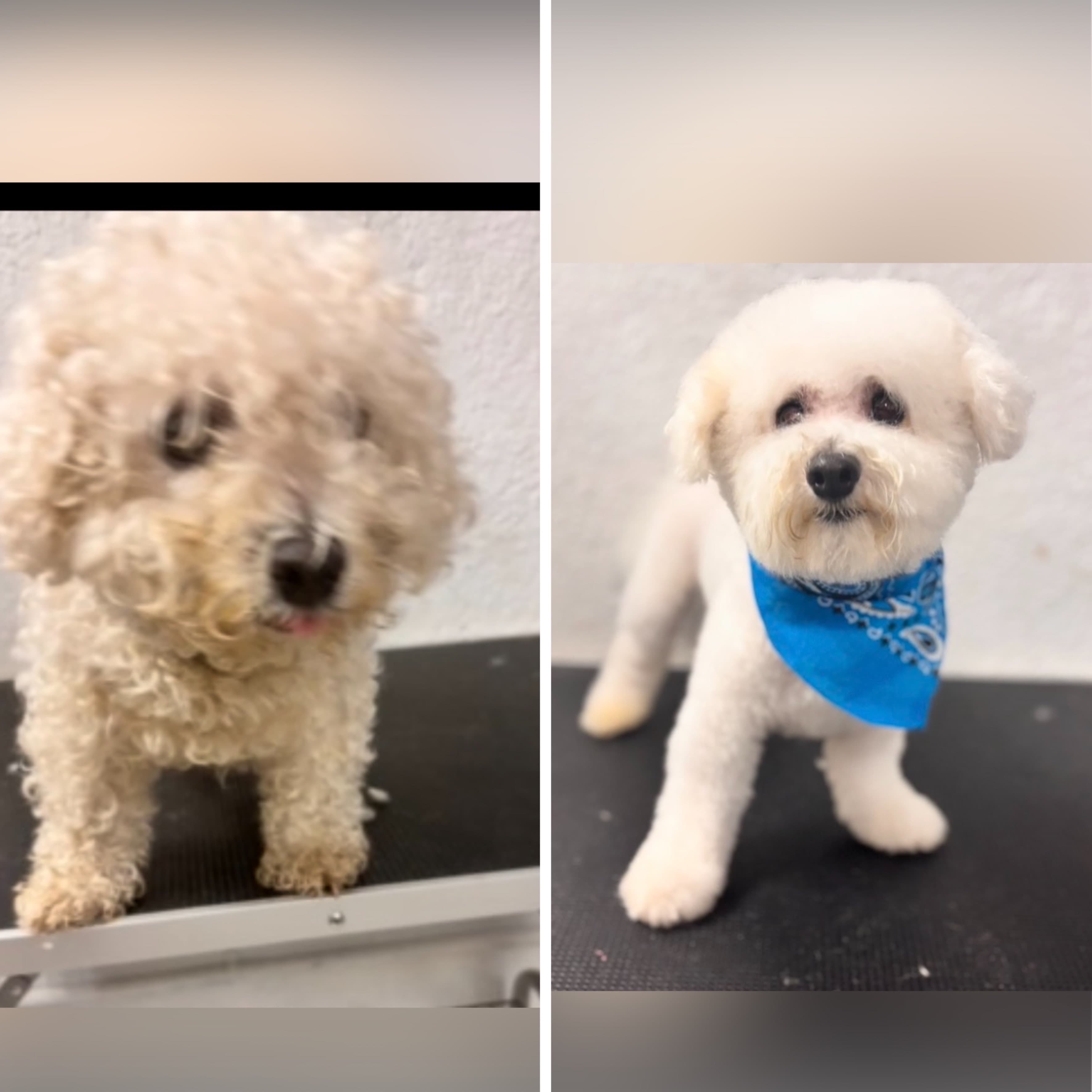 Bichon Frise groomed at Kay's Groom Room