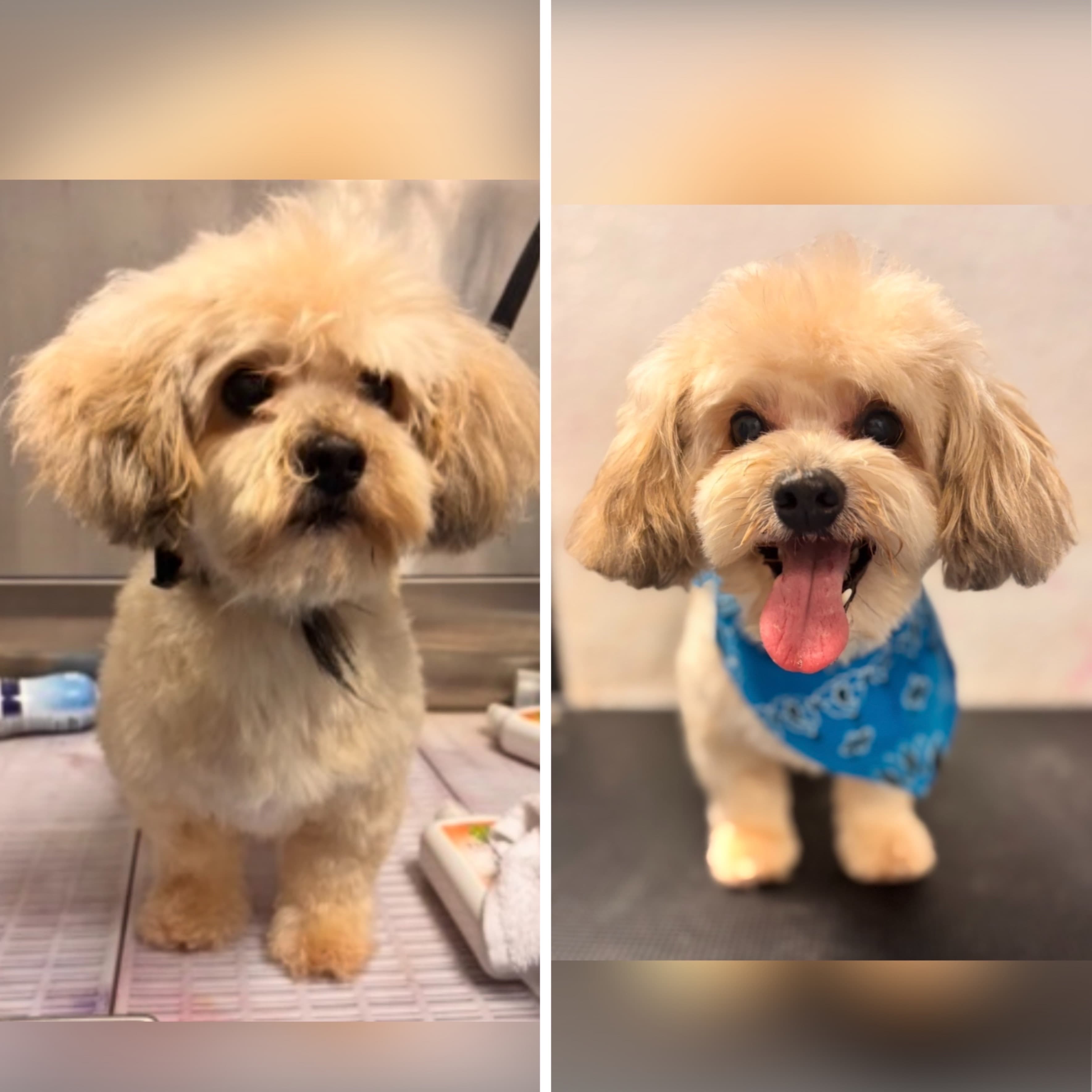 Maltipoo groomed at Kay's Groom Room