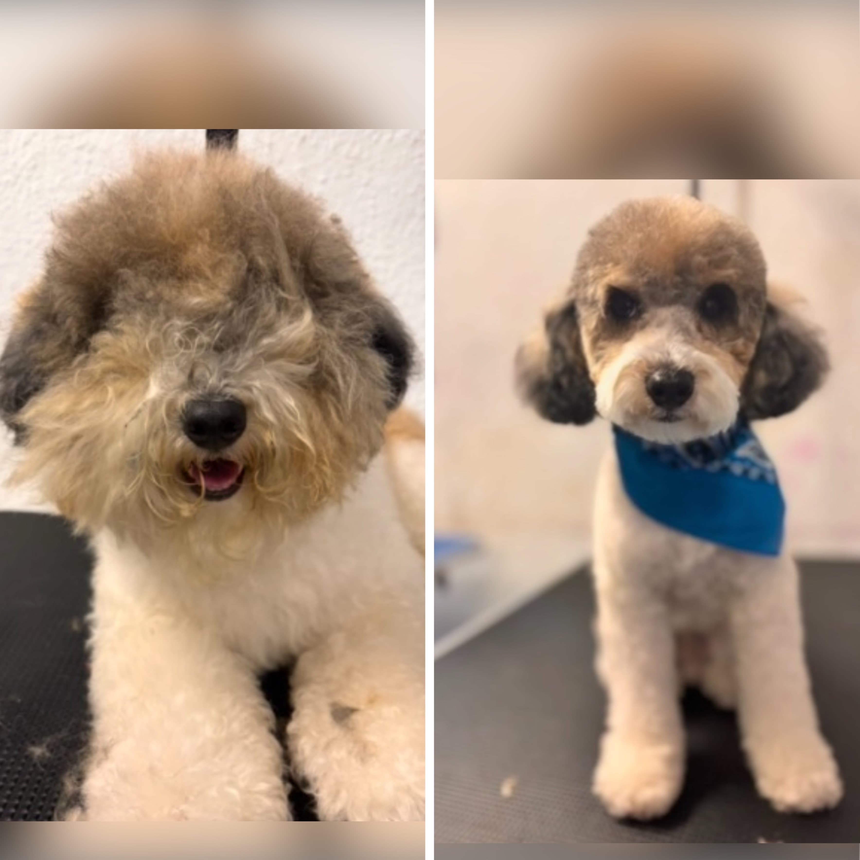 Poodle groomed at Kay's Groom Room