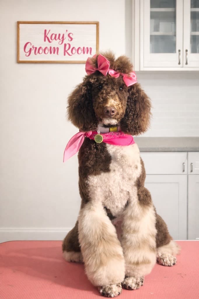 Poodle groomed at Kay's Groom Room