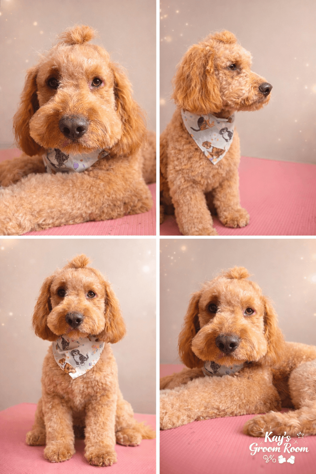 Goldendoodle groomed at Kay's Groom Room
