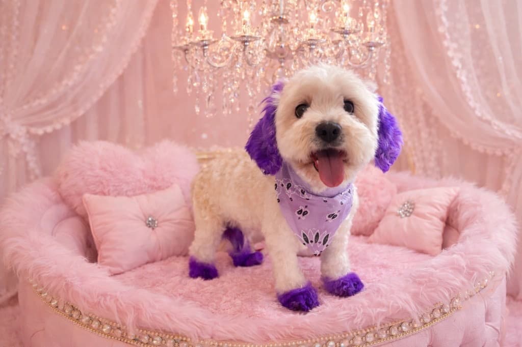 Yorkshire Terrier groomed at Kay's Groom Room
