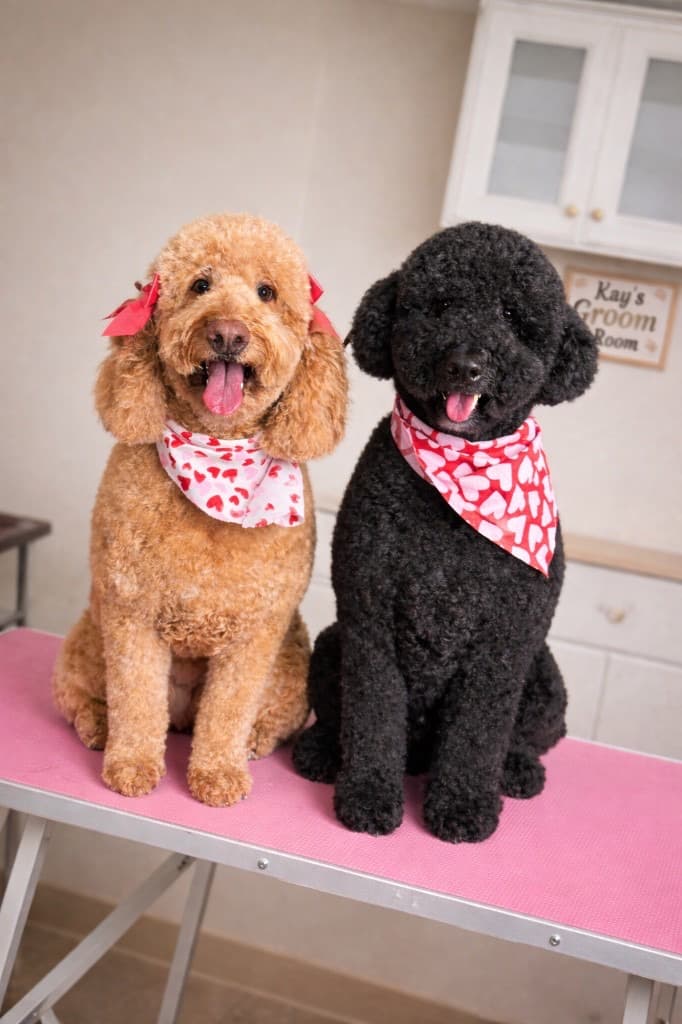 Cavalier King Charles Spaniel groomed at Kay's Groom Room