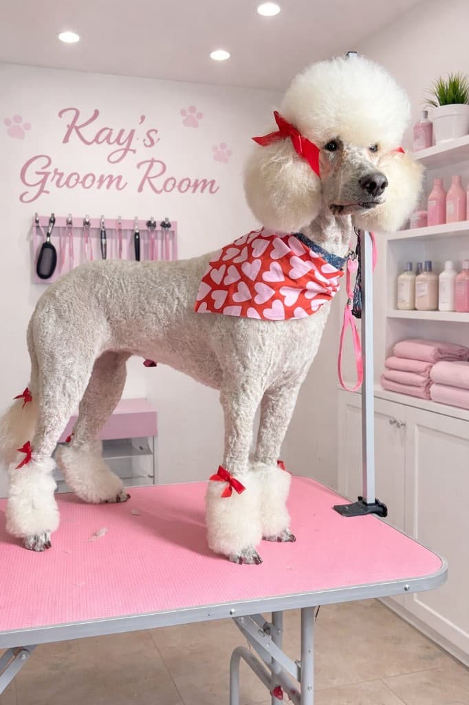 Poodle groomed at Kay's Groom Room